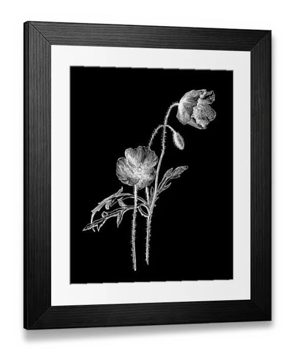 Framed Print : Old chromolithograph illustration of Botany, common poppy, corn poppy, corn rose, field poppy, Flanders poppy, and red poppy Framed Print : Old chromolithograph illustration of Botany, common poppy, corn poppy, corn rose, field poppy, Flanders poppy, and red poppy
