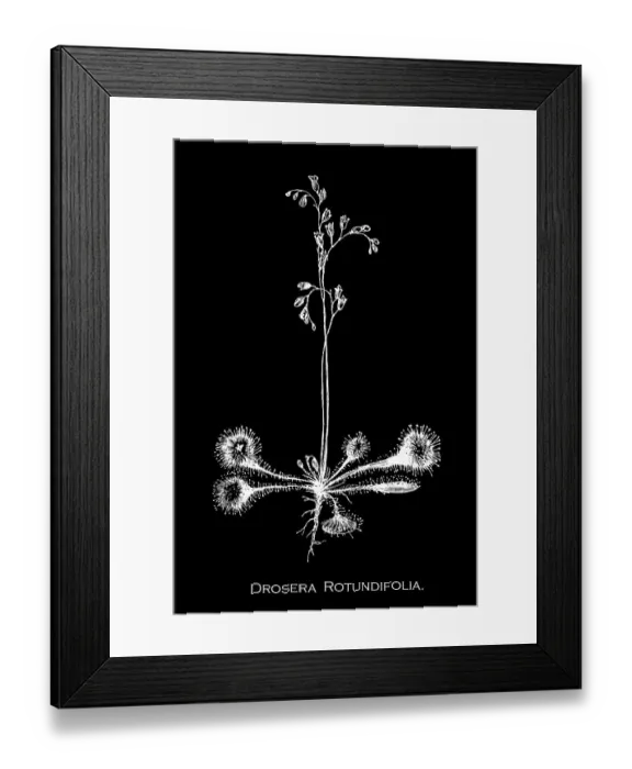Framed Print : Old engraved illustration of Botany, the round-leaved sundew, roundleaf sundew, or common sundew (Drosera rotundifolia) a carnivorous species of flowering plant that grows in bogs, marshes and fens Framed Print : Old engraved illustration of Botany, the round-leaved sundew, roundleaf sundew, or common sundew (Drosera rotundifolia) a carnivorous species of flowering plant that grows in bogs, marshes and fens