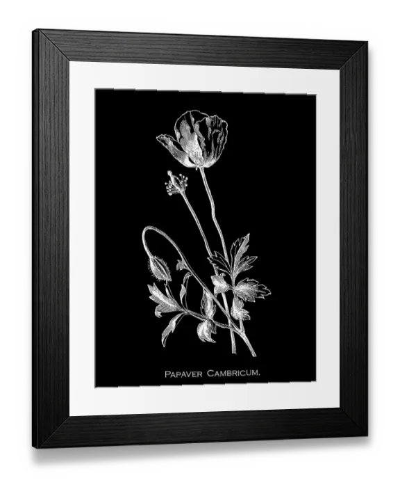 Framed Print : Old engraved illustration of Botany, Welsh poppy (Papaver cambricum or Meconopsis cambrica) a perennial flowering plant in the poppy family Papaveraceae Framed Print : Old engraved illustration of Botany, Welsh poppy (Papaver cambricum or Meconopsis cambrica) a perennial flowering plant in the poppy family Papaveraceae