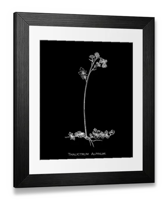 Framed Print : Old engraved illustration of Botany, alpine meadow-rue or arctic meadow-rue (Thalictrum alpinum) a species of flowering plant in the buttercup family Framed Print : Old engraved illustration of Botany, alpine meadow-rue or arctic meadow-rue (Thalictrum alpinum) a species of flowering plant in the buttercup family