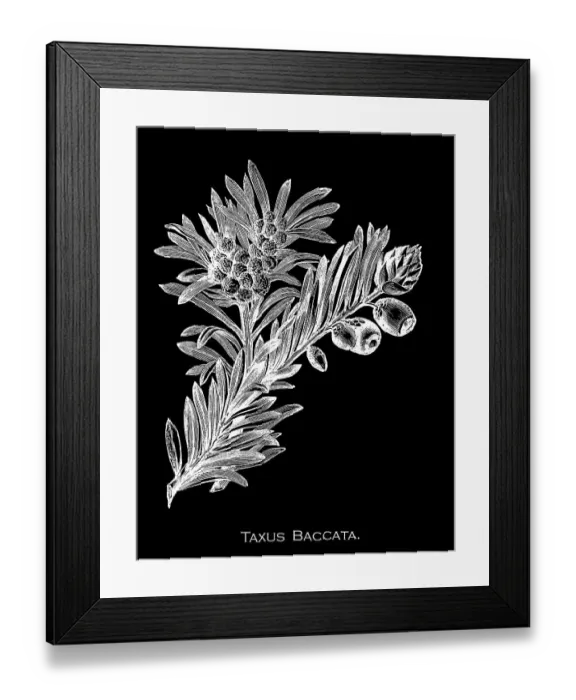 Framed Print : Old engraved illustration of Botany, English Yew (Taxus baccata) Framed Print : Old engraved illustration of Botany, English Yew (Taxus baccata)