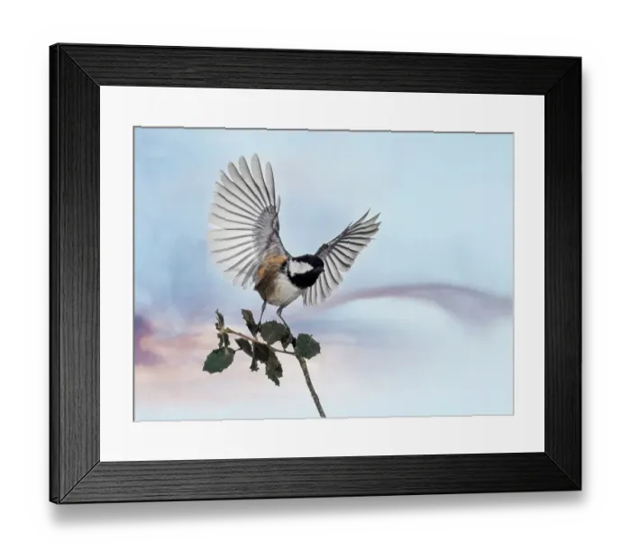 Framed Print : Close-Up Of Tannenmeise (Periparus ater) Coal Tit, with outstretched wings emerging from a branch Framed Print : Close-Up Of Tannenmeise (Periparus ater) Coal Tit, with outstretched wings emerging from a branch