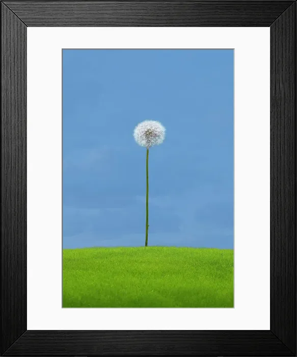 Framed Print : Dandelion, green grass and sky Framed Print : Dandelion, green grass and sky