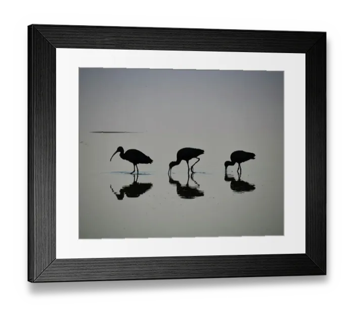 Framed Print : Minimalist shot of 3 spectacled sickles (Plegadis chihi) at Lake Laguna Navarro, Buenos Aires Province, Argentina Framed Print : Minimalist shot of 3 spectacled sickles (Plegadis chihi) at Lake Laguna Navarro, Buenos Aires Province, Argentina