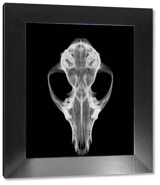 Fox skull, X-ray