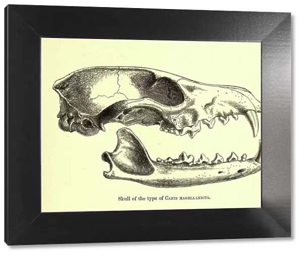 Skull of Canis magellanicus, 19th century illustration