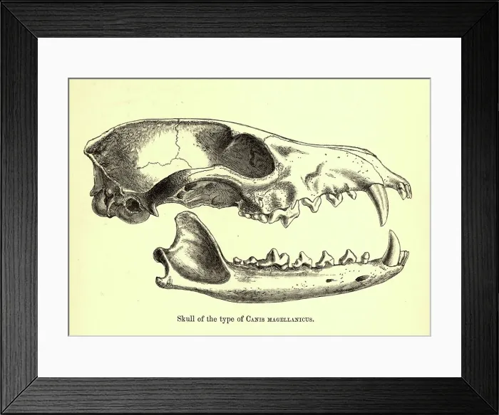 Framed Print : Skull of Canis magellanicus, 19th century illustration Framed Print : Skull of Canis magellanicus, 19th century illustration