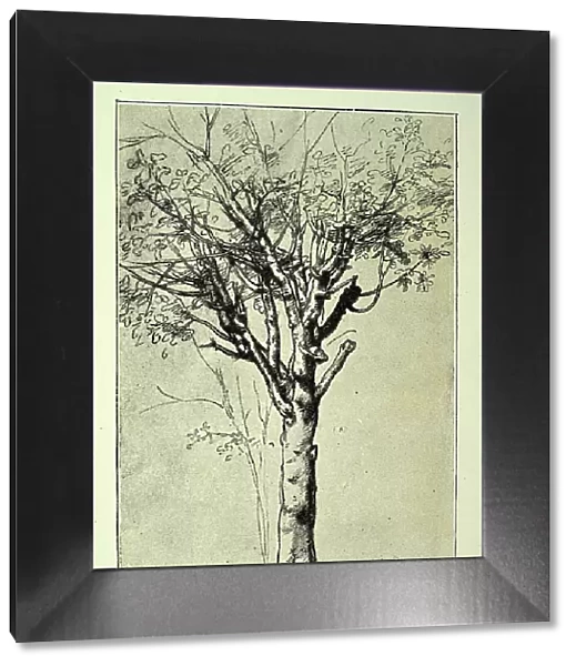 Study of a tree, after a drawing by Leonardo da Vinci, renaissance art