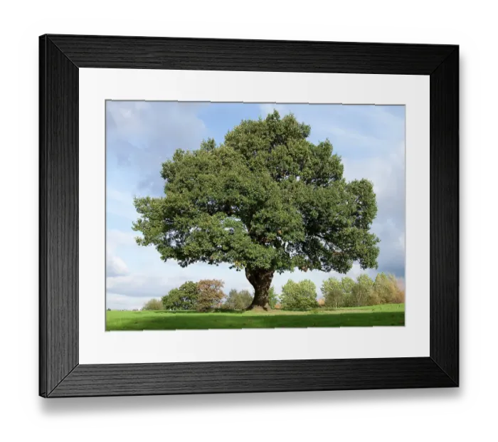 Framed Print : Mighty Oak Framed Print : Mighty Oak