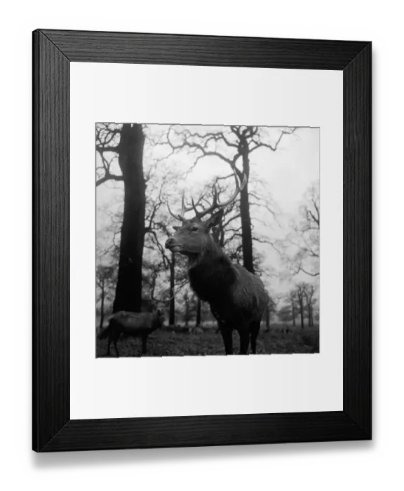 Framed Print : Leader Of The Herd Framed Print : Leader Of The Herd