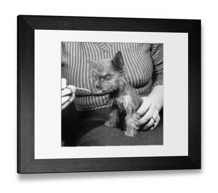 Framed Print : Tiny Dog. One of the smallest dogs in the world drinking from a spoon Framed Print : Tiny Dog. One of the smallest dogs in the world drinking from a spoon