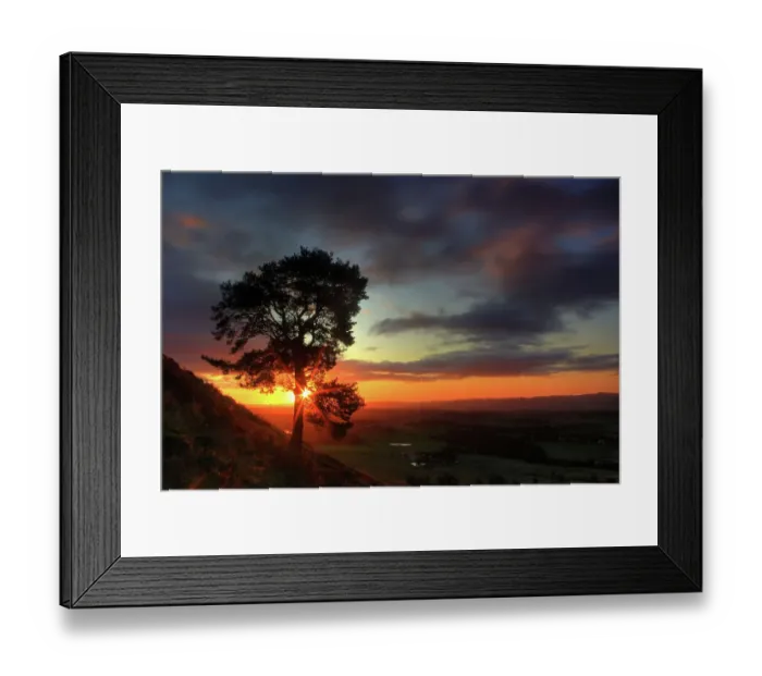 Framed Print : Scots Pine, Knock of Formal, Perthshire Scotland Framed Print : Scots Pine, Knock of Formal, Perthshire Scotland