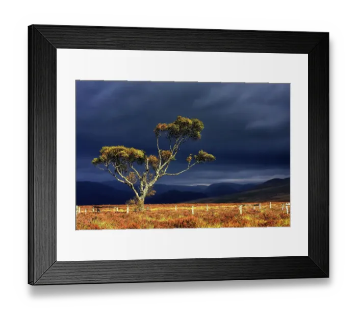 Framed Print : Birch Tree on a scottish moor Framed Print : Birch Tree on a scottish moor