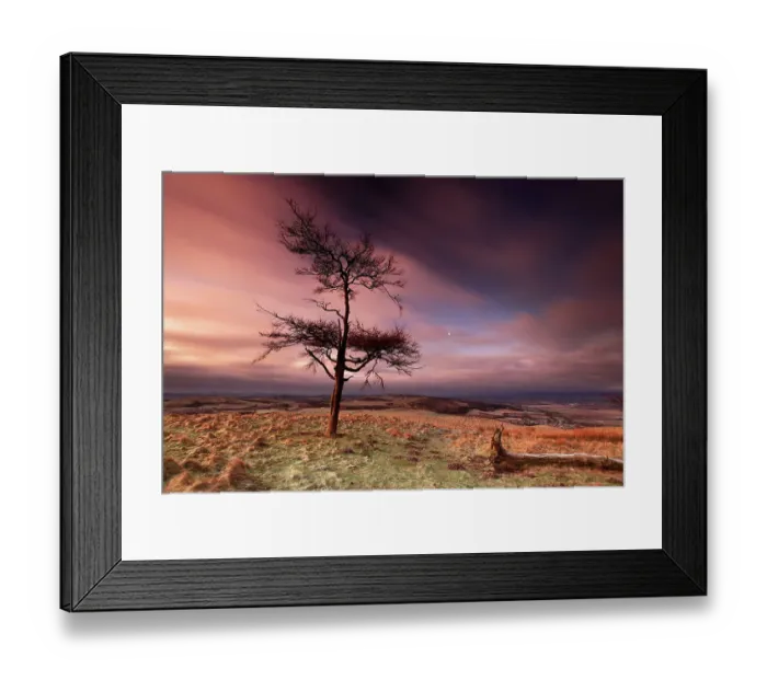Framed Print : Lonely tree on Kinpurney Hill at dawn Framed Print : Lonely tree on Kinpurney Hill at dawn