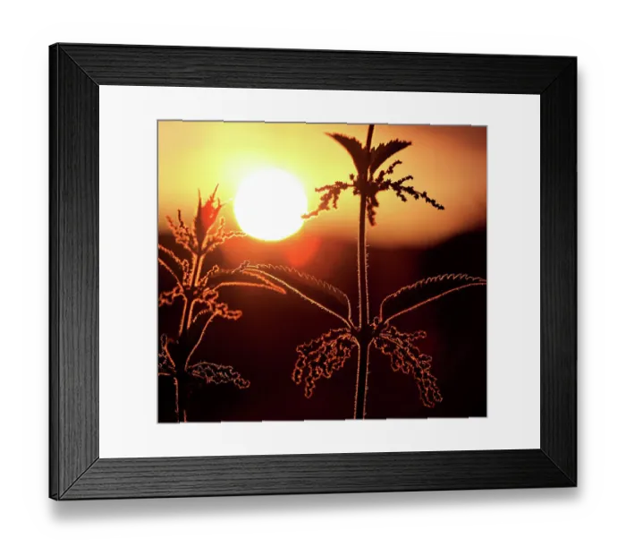 Framed Print : Nettle plant weed silhouette hedgerow field sunse Framed Print : Nettle plant weed silhouette hedgerow field sunse