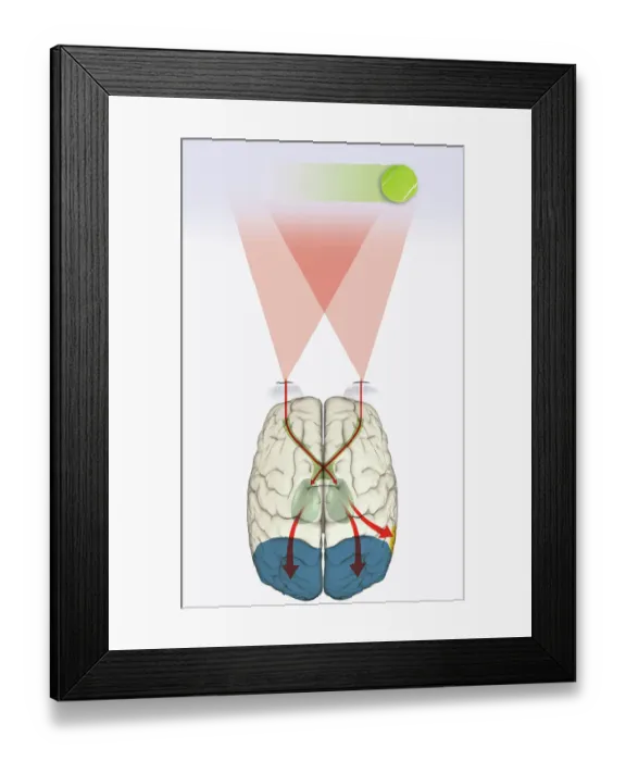 Framed Print : Digital illustration of how human brain uses blindsight to visualize moving tennis ball