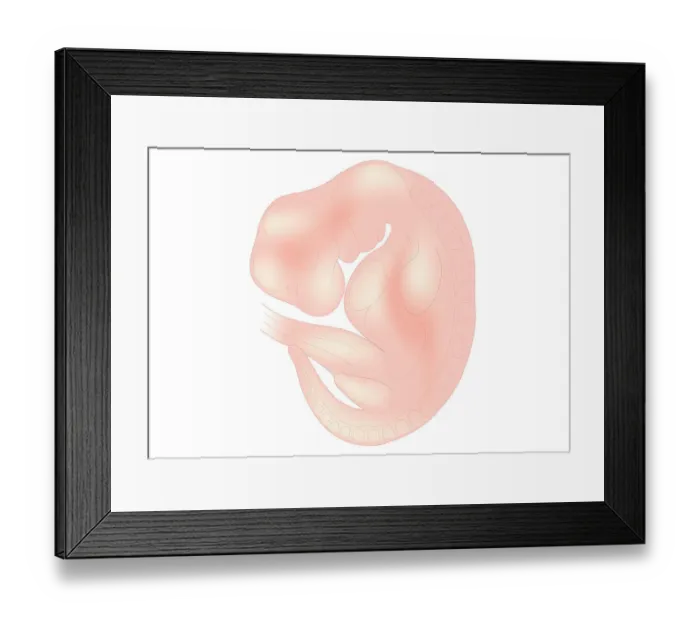 Framed Print : Digital illustration of foetus size at 6 weeks Framed Print : Digital illustration of foetus size at 6 weeks
