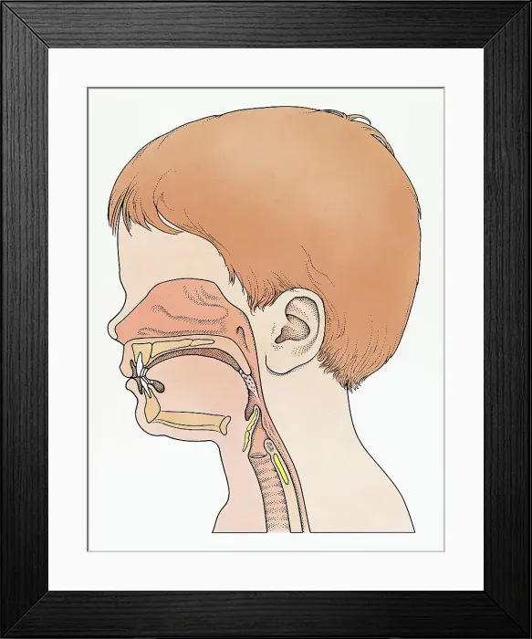 Framed Print : Illustration showing physiology of face and neck of elementary age boy Framed Print : Illustration showing physiology of face and neck of elementary age boy