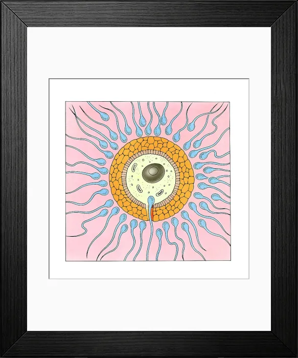 Framed Print : Sperm entering the egg Framed Print : Sperm entering the egg