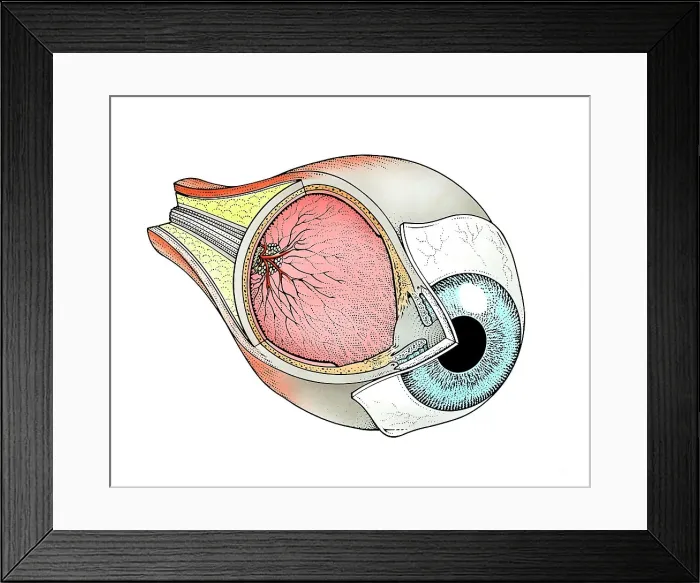 Framed Print : Cross-section of human eye Framed Print : Cross-section of human eye