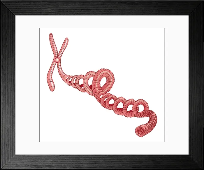 Framed Print : Illustration of spiral of DNA attached to chromosome Framed Print : Illustration of spiral of DNA attached to chromosome