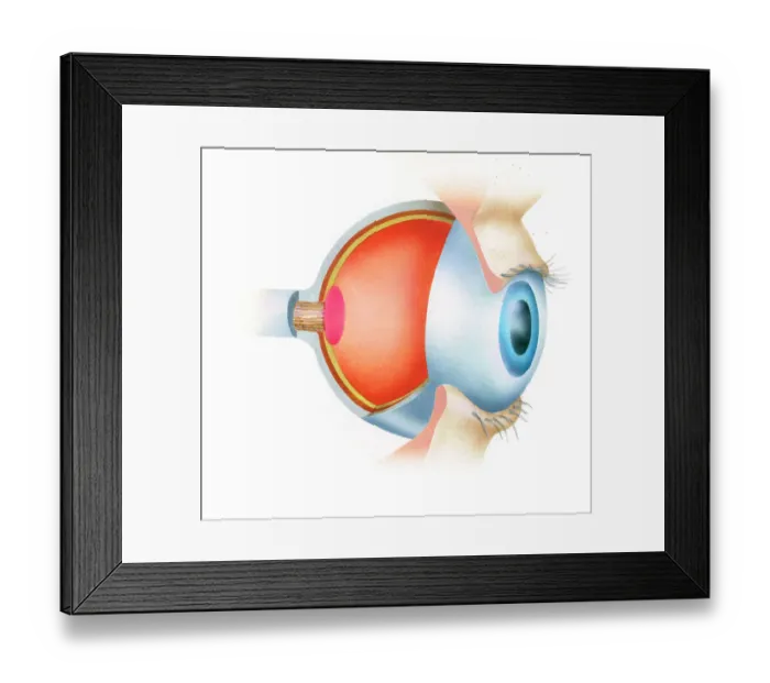 Framed Print : Cross section illustration of anatomy of human eye showing use of optic nerve Framed Print : Cross section illustration of anatomy of human eye showing use of optic nerve