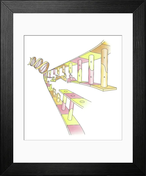 Framed Print : Illustration showing DNA replication Framed Print : Illustration showing DNA replication