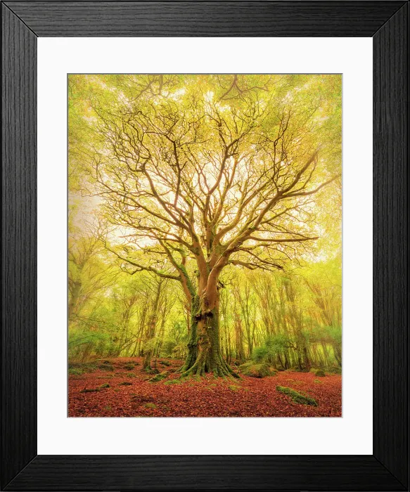 Framed Print : Reach Barna Woods Framed Print : Reach Barna Woods