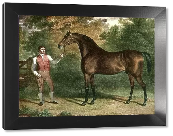 Orville a British Thoroughbred racehorse and sire, Early 19th Century