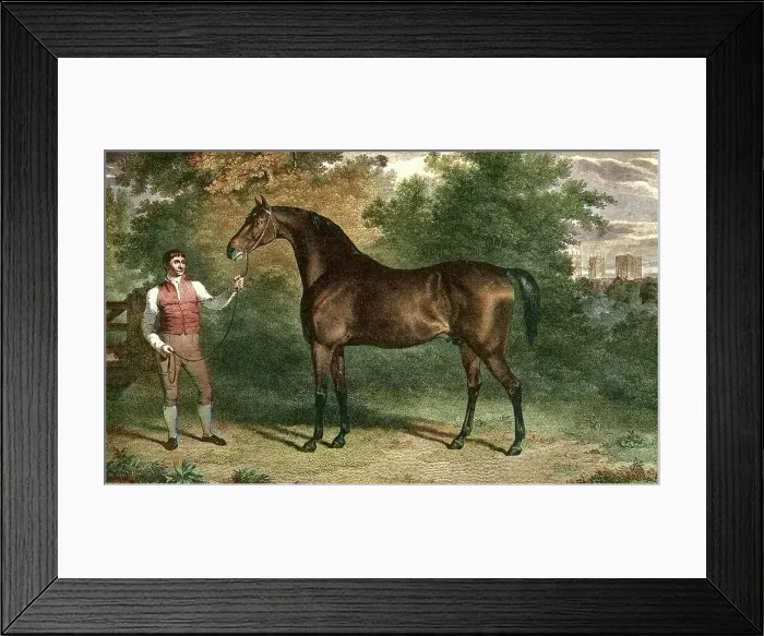 Framed Print : Orville a British Thoroughbred racehorse and sire, Early 19th Century