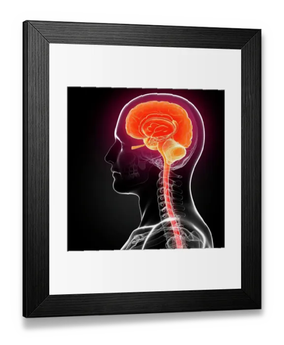 Framed Print : Male brain, computer artwork Framed Print : Male brain, computer artwork