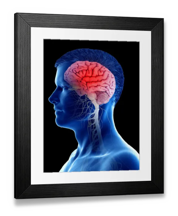 Framed Print : Man's brain, illustration