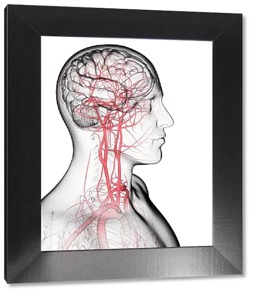 Brain's blood supply, artwork