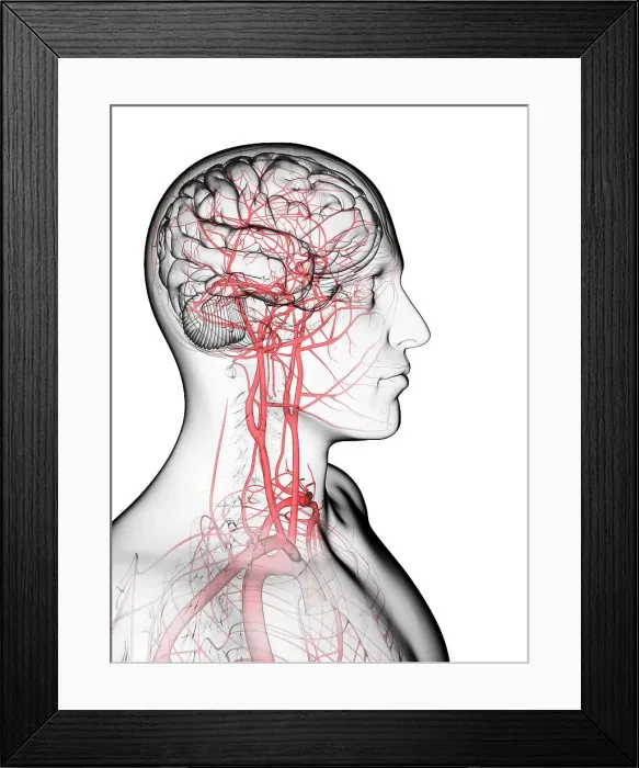 Framed Print : Brain's blood supply, artwork Framed Print : Brain's blood supply, artwork