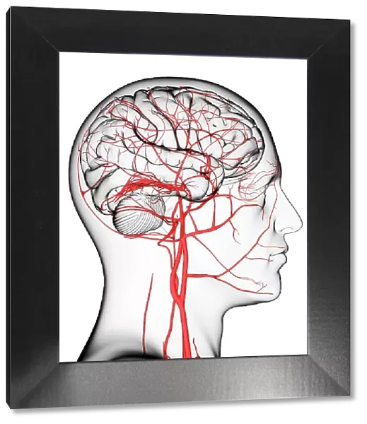 Brain's blood supply, artwork