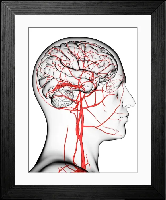 Framed Print : Brain's blood supply, artwork Framed Print : Brain's blood supply, artwork