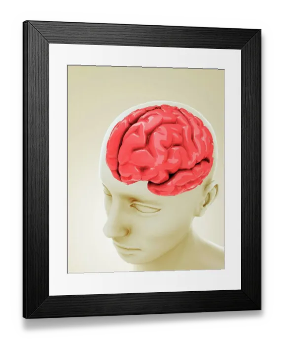 Framed Print : Human brain, artwork Framed Print : Human brain, artwork
