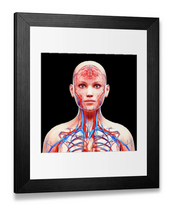 Framed Print : Female cardiovascular system, computer artwork Framed Print : Female cardiovascular system, computer artwork