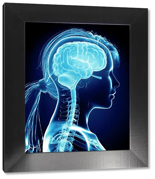 Female brain, computer artwork