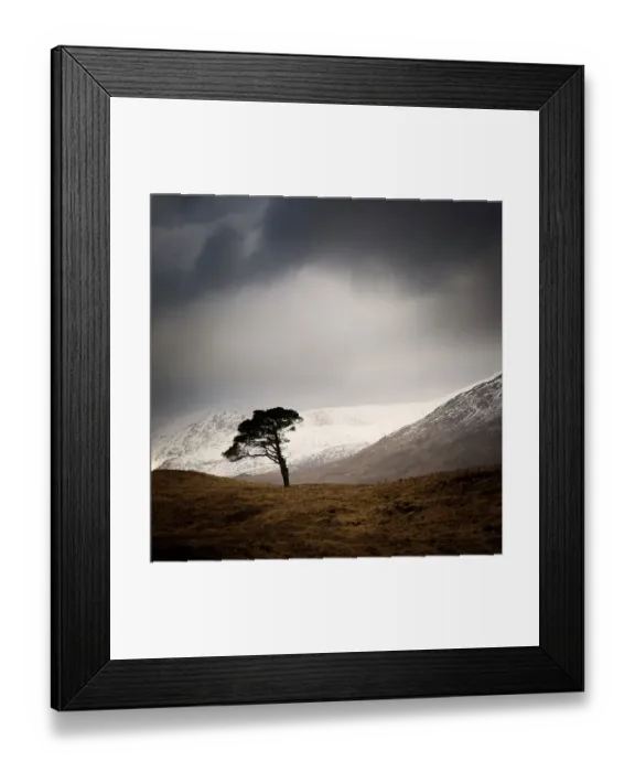 Framed Print : Clashgour Pine Framed Print : Clashgour Pine