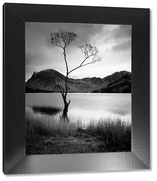 Surviving. The 'famous' lone tree on the edge of Buttermere in the Lake District