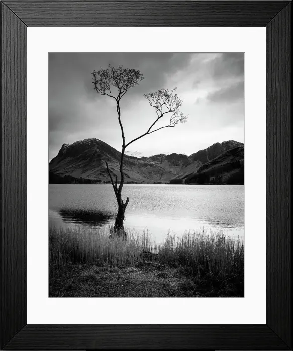 Framed Print : Surviving. The famous lone tree on the edge of Buttermere in the Lake District Framed Print : Surviving. The famous lone tree on the edge of Buttermere in the Lake District