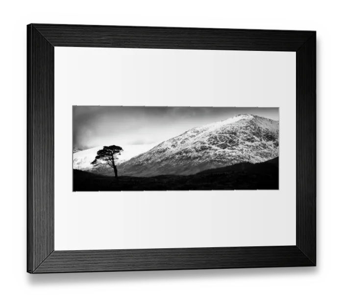 Framed Print : Clashgour Lone Pine Framed Print : Clashgour Lone Pine