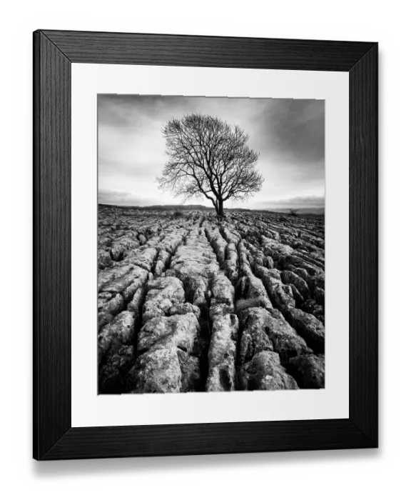 Framed Print : Malham Ash Framed Print : Malham Ash
