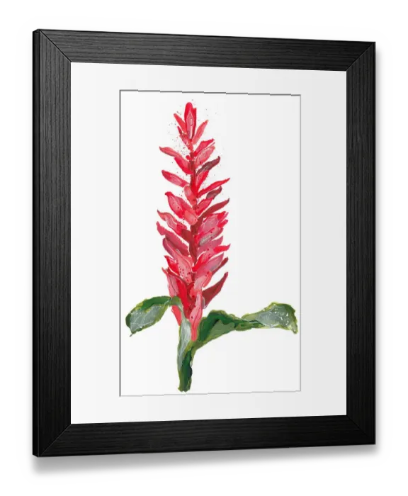 Framed Print : Red ginger flower