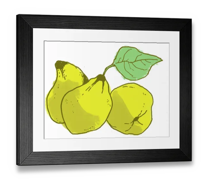 Framed Print : Quince. Dorling Kindersley Prints Framed Print : Quince. Dorling Kindersley Prints