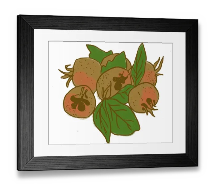 Framed Print : Medlar. Dorling Kindersley Prints Framed Print : Medlar. Dorling Kindersley Prints