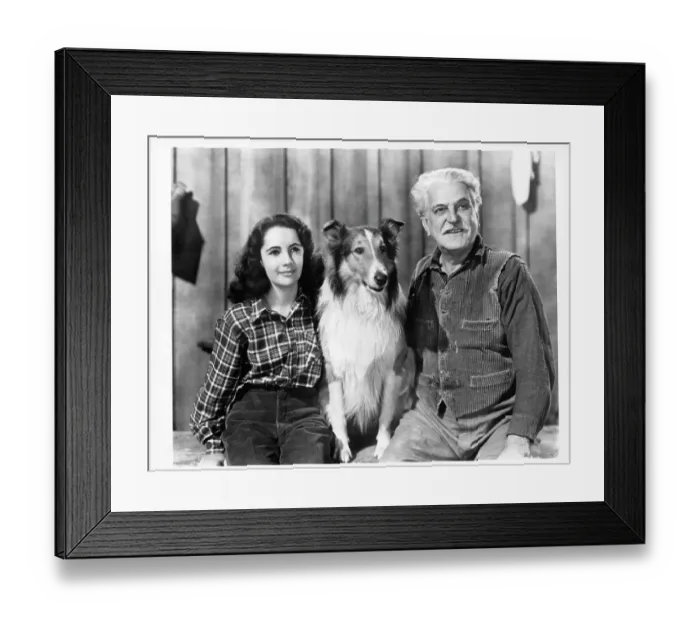 Framed Print : Elizabeth Taylor And Frank Morgan In Courage Of Lassie Framed Print : Elizabeth Taylor And Frank Morgan In Courage Of Lassie