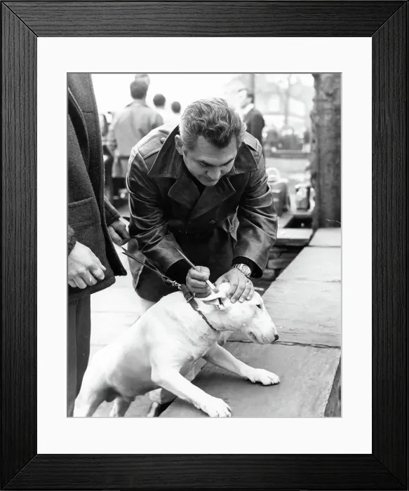 Framed Print : Patton. Makeup man paints patch over the ear of Patton's dog off-camera