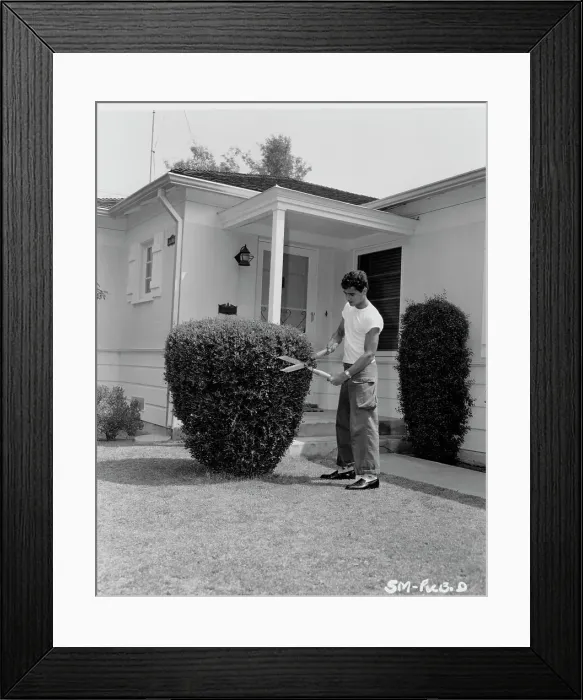 Framed Print : Sal Mineo. American actor Sal Mineo (1939 - 1976) trims a hedge in his front garden, 1957 Framed Print : Sal Mineo. American actor Sal Mineo (1939 - 1976) trims a hedge in his front garden, 1957
